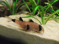 Tank-Raised Panda Corydoras