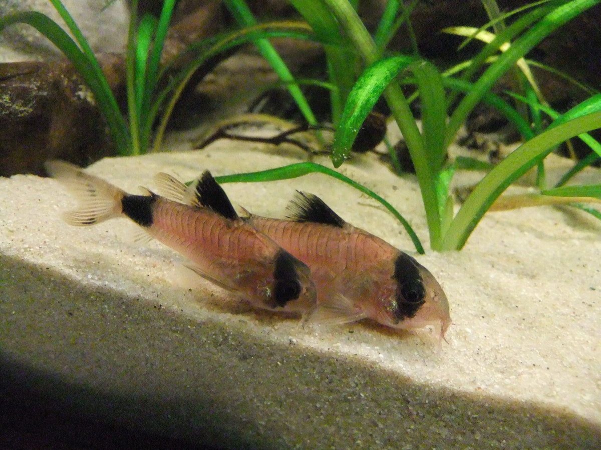 Tank-Raised Panda Corydoras