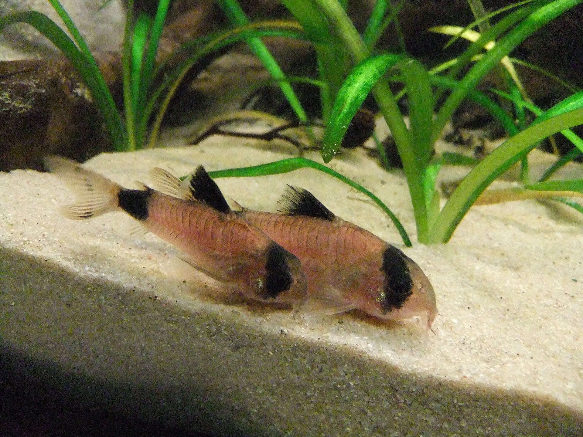 Tank-Raised Panda Corydoras (Corydoras panda) — photo: MGorges, CC BY-SA 3.0 de, via Wikimedia Commons