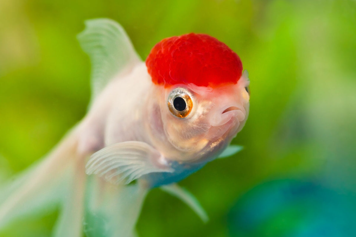 Domestic Red Cap Oranda Goldfish (Carassius auratus)
