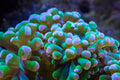 Green Branching Hammer Coral (Euphyllia sp.)