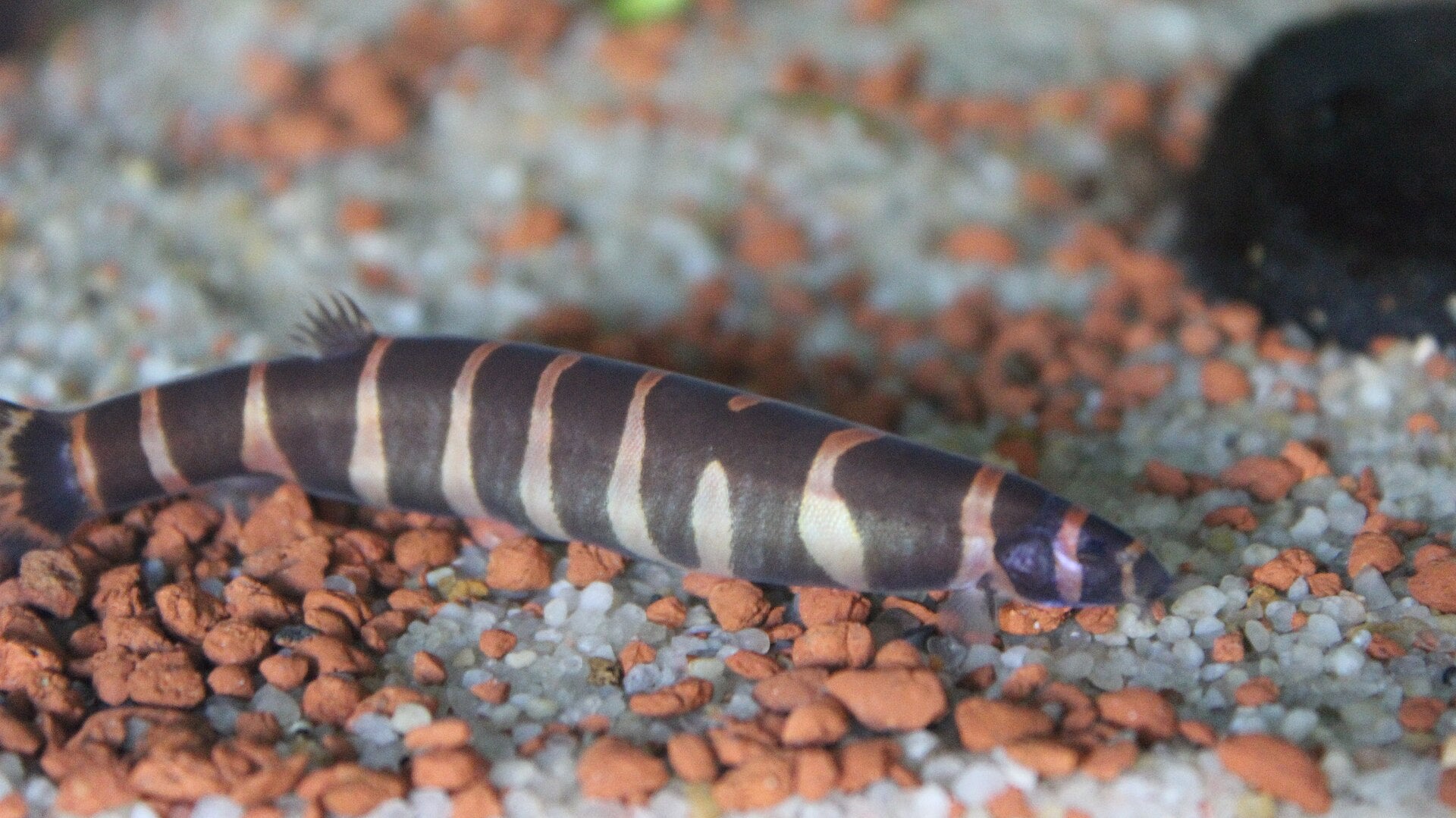 Kuhli Loach (Pangio kuhlii) — photo: Iidkk, CC BY-SA 4.0, via Wikimedia Commons