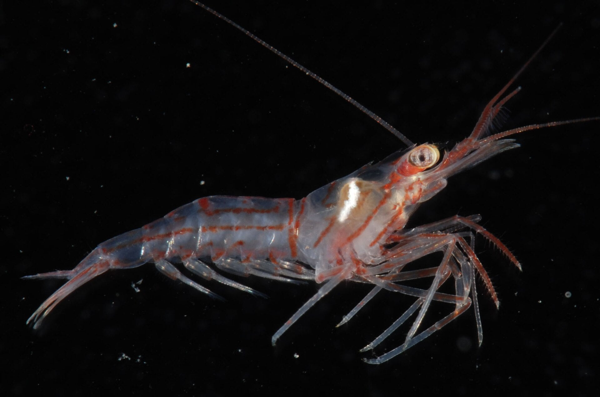 Peppermint Shrimp (Lysmata wurdemanni) — photo: Smithsonian Environmental Research Center, CC BY 2.0, via Wikimedia Commons