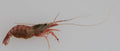 Peppermint Shrimp (Lysmata wurdemanni)