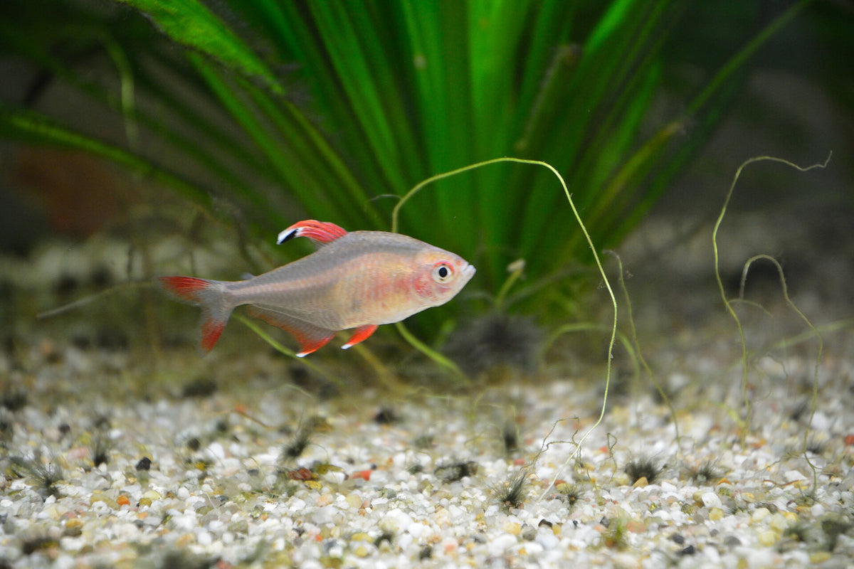 Rosy Tetra (Hyphessobrycon rosaceus) — photo: Nightflyer, CC BY-SA 4.0, via Wikimedia Commons