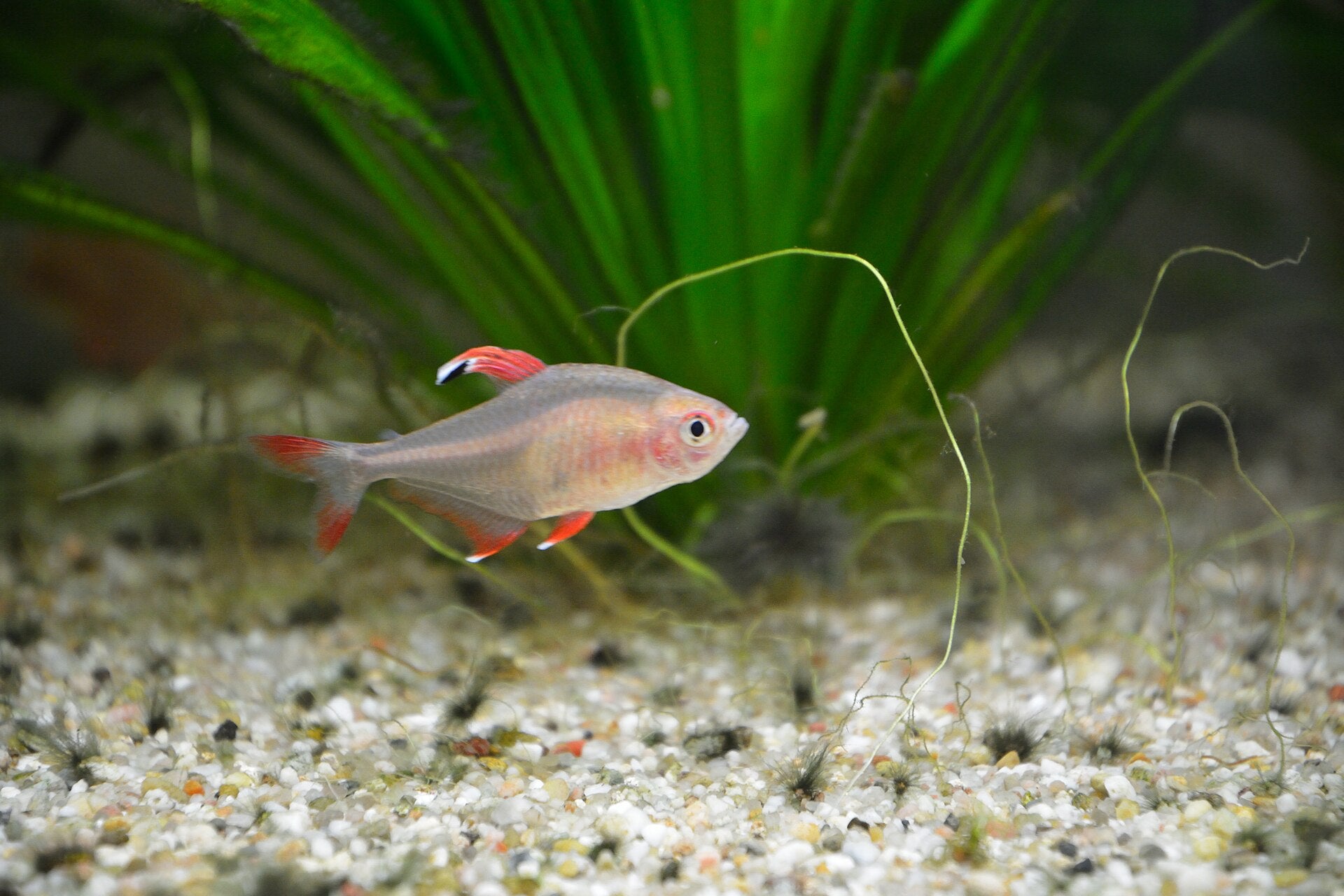 Rosy Tetra (Hyphessobrycon rosaceus) — photo: Nightflyer, CC BY-SA 4.0, via Wikimedia Commons