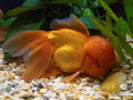 Red Oranda Goldfish (Carassius auratus)