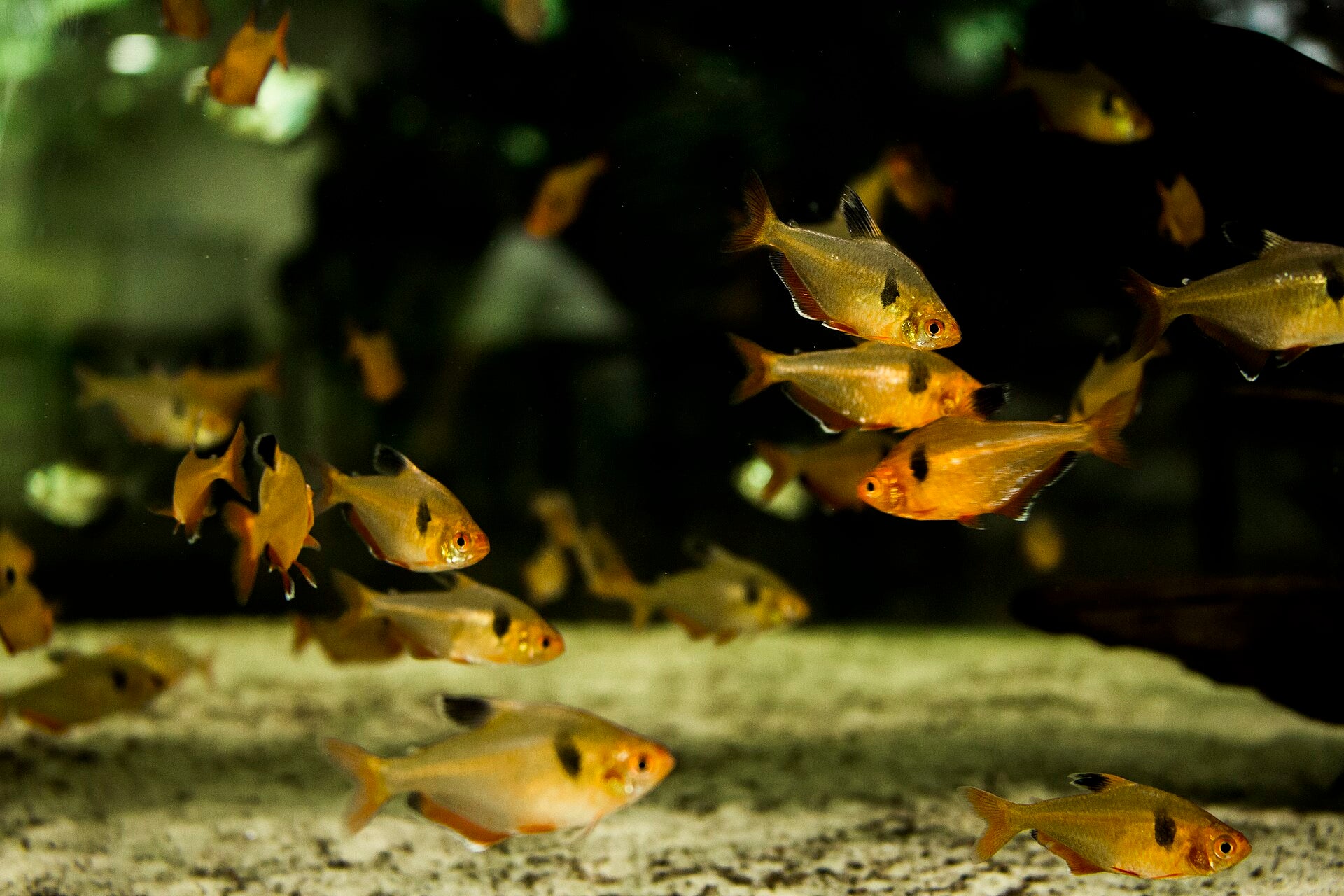 Serpae Tetra (Hyphessobrycon eques) — photo: Aline Zaninella de Oliveira Cardoso, CC BY-SA 4.0, via Wikimedia Commons