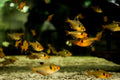 Serpae Tetra (Hyphessobrycon eques)