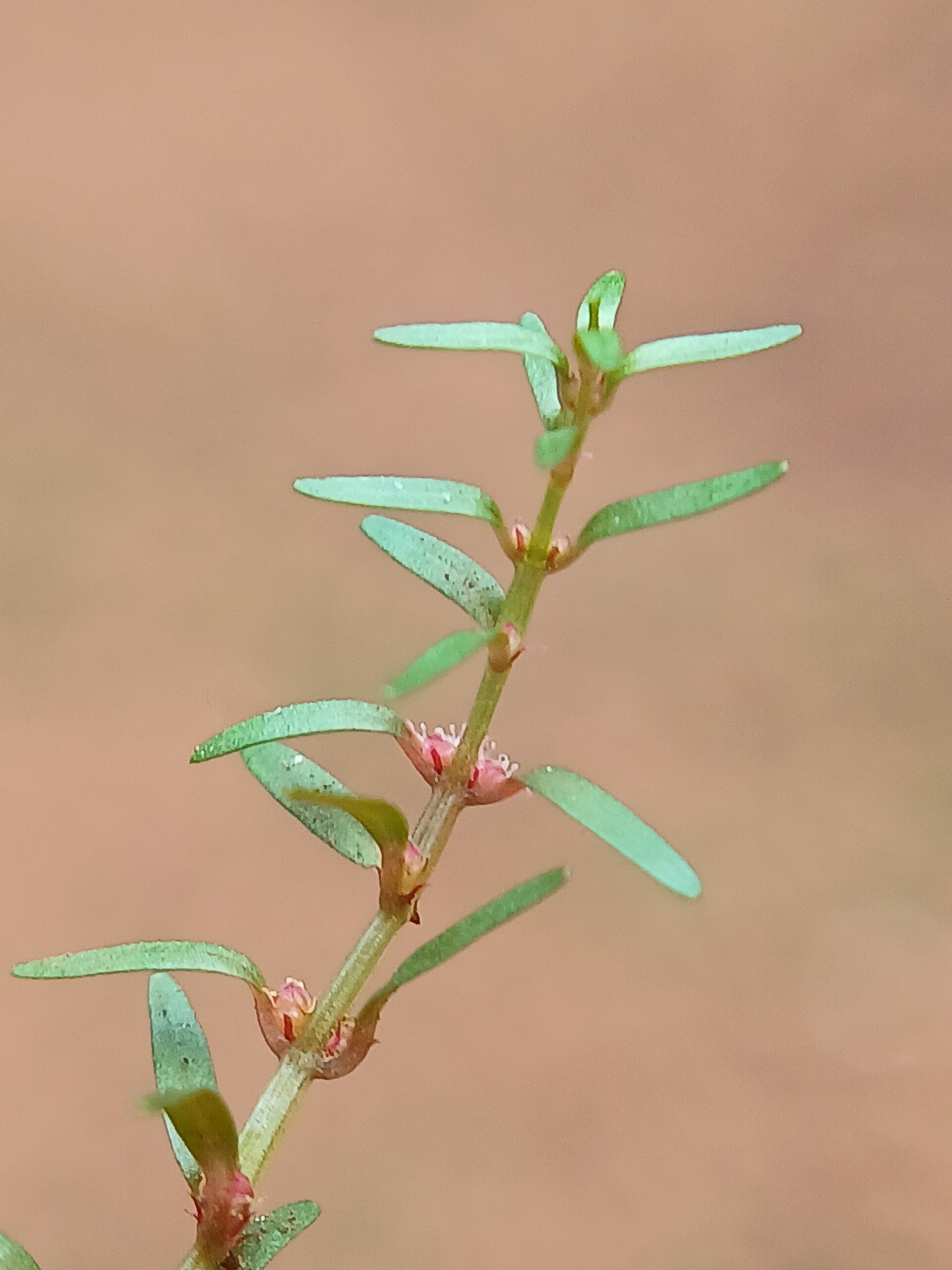 Rotala Mexicana — photo: Nativeplants garden, CC BY-SA 4.0, via Wikimedia Commons
