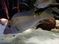 Satanoperca Jurupari (Geophagus Jurupari)