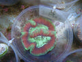 Neon Bicolor Open Brain Coral (Trachyphyllia geoffroyi)