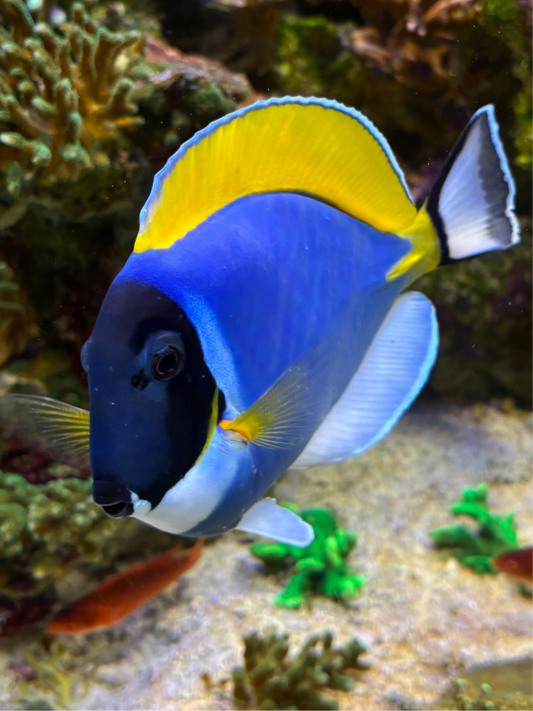 Powder Blue Tang