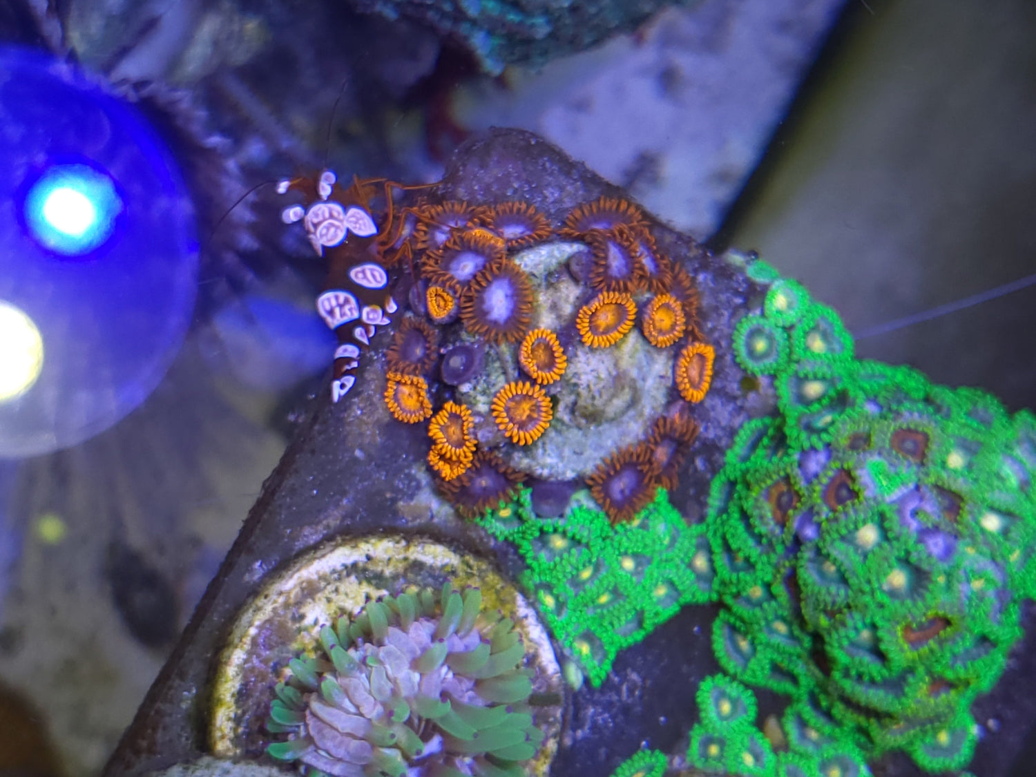 Close-up of orange and bright green zoanthid colonies growing on live rock in a reef aquarium under blue LED light