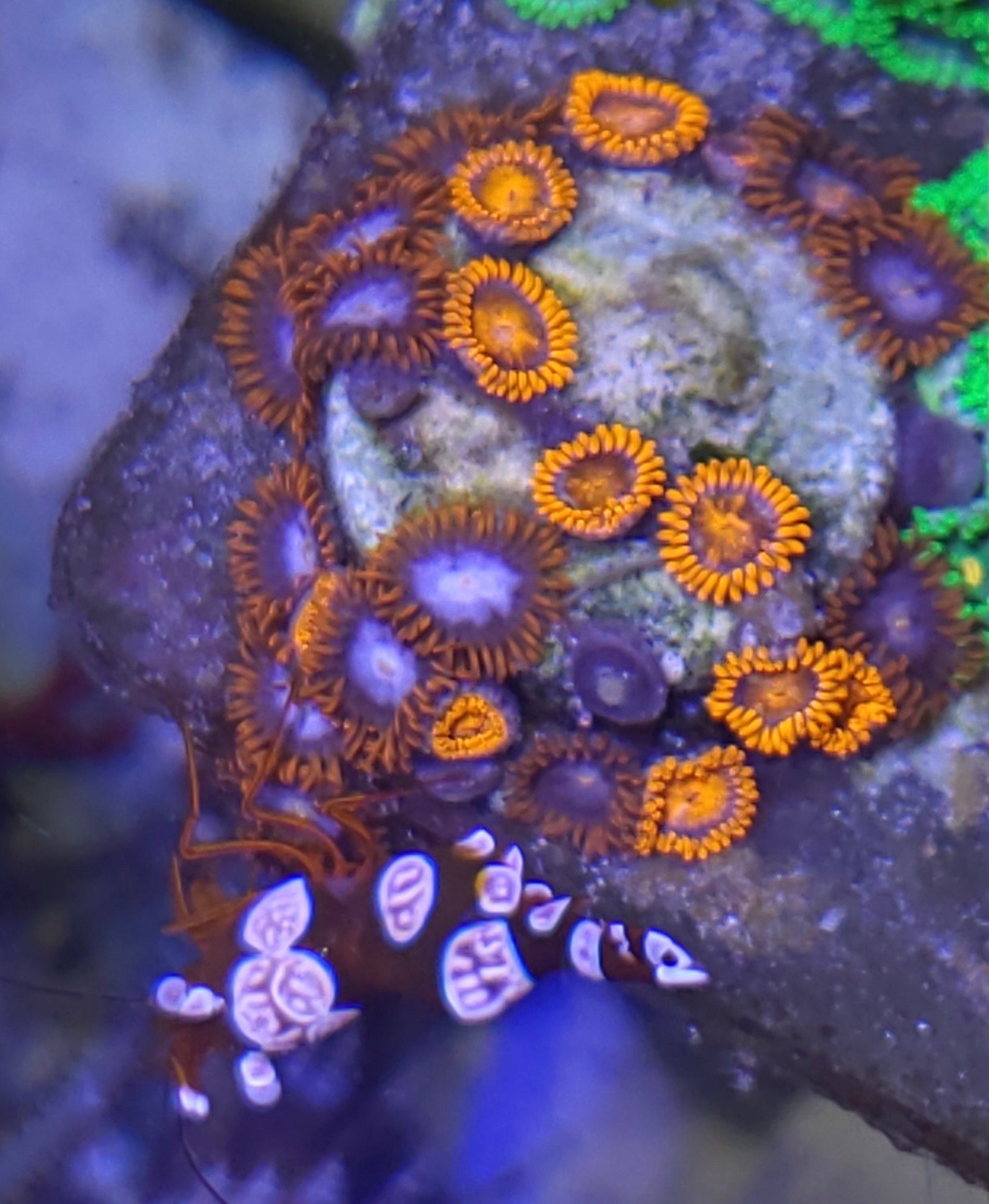 Neon Green Zoanthid