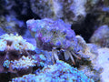 Frilly Arrow Decorator Crab