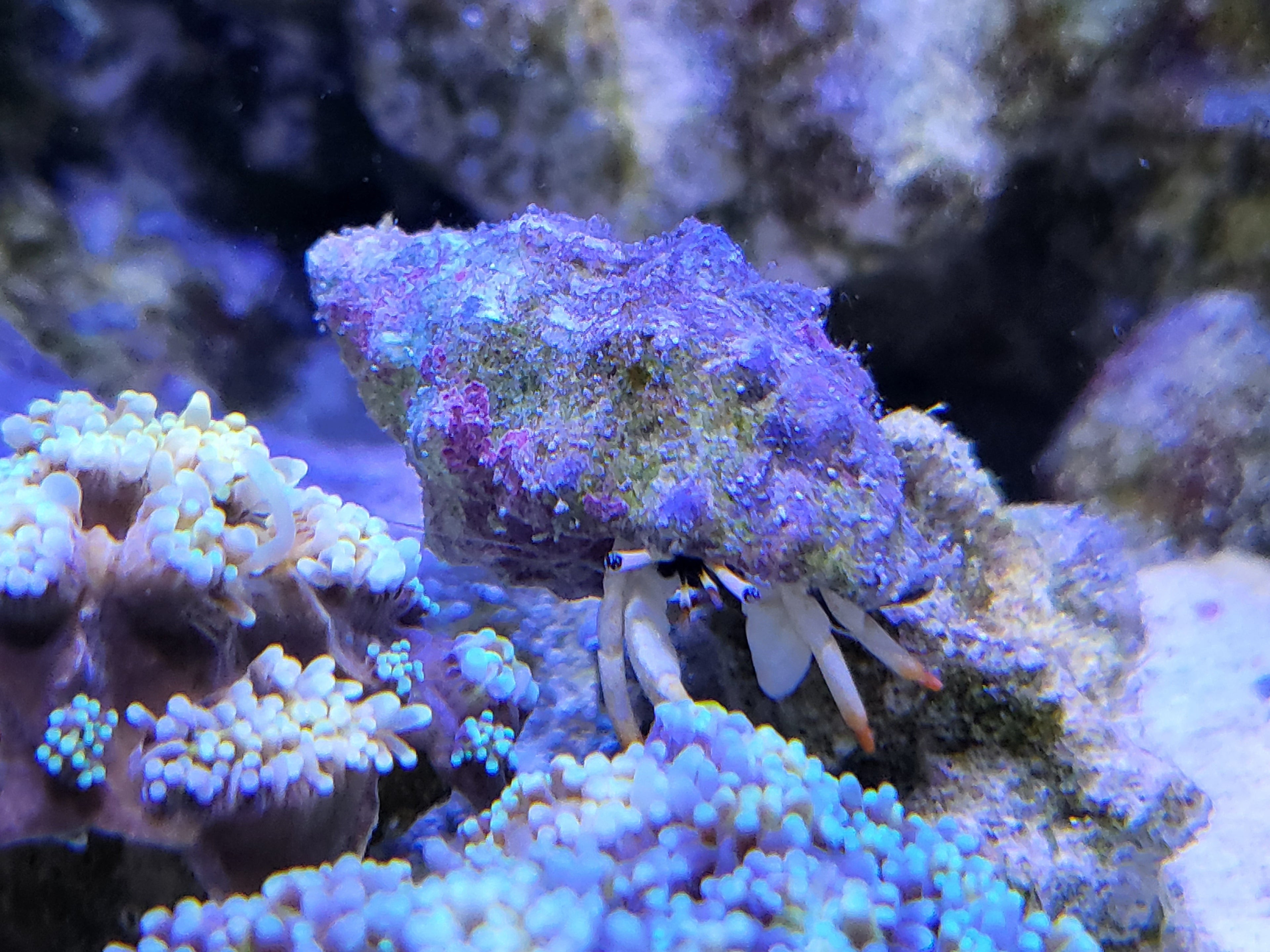 Frilly Arrow Decorator Crab