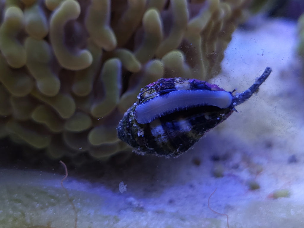 Tiger Conch Sand Snail