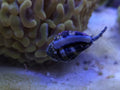 Tiger Conch Sand Snail