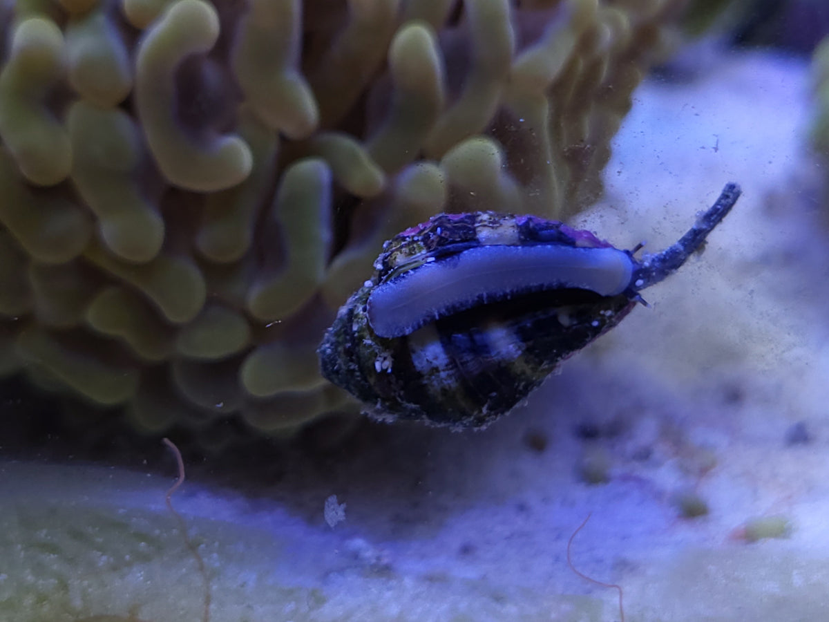 Tiger Conch Sand Snail