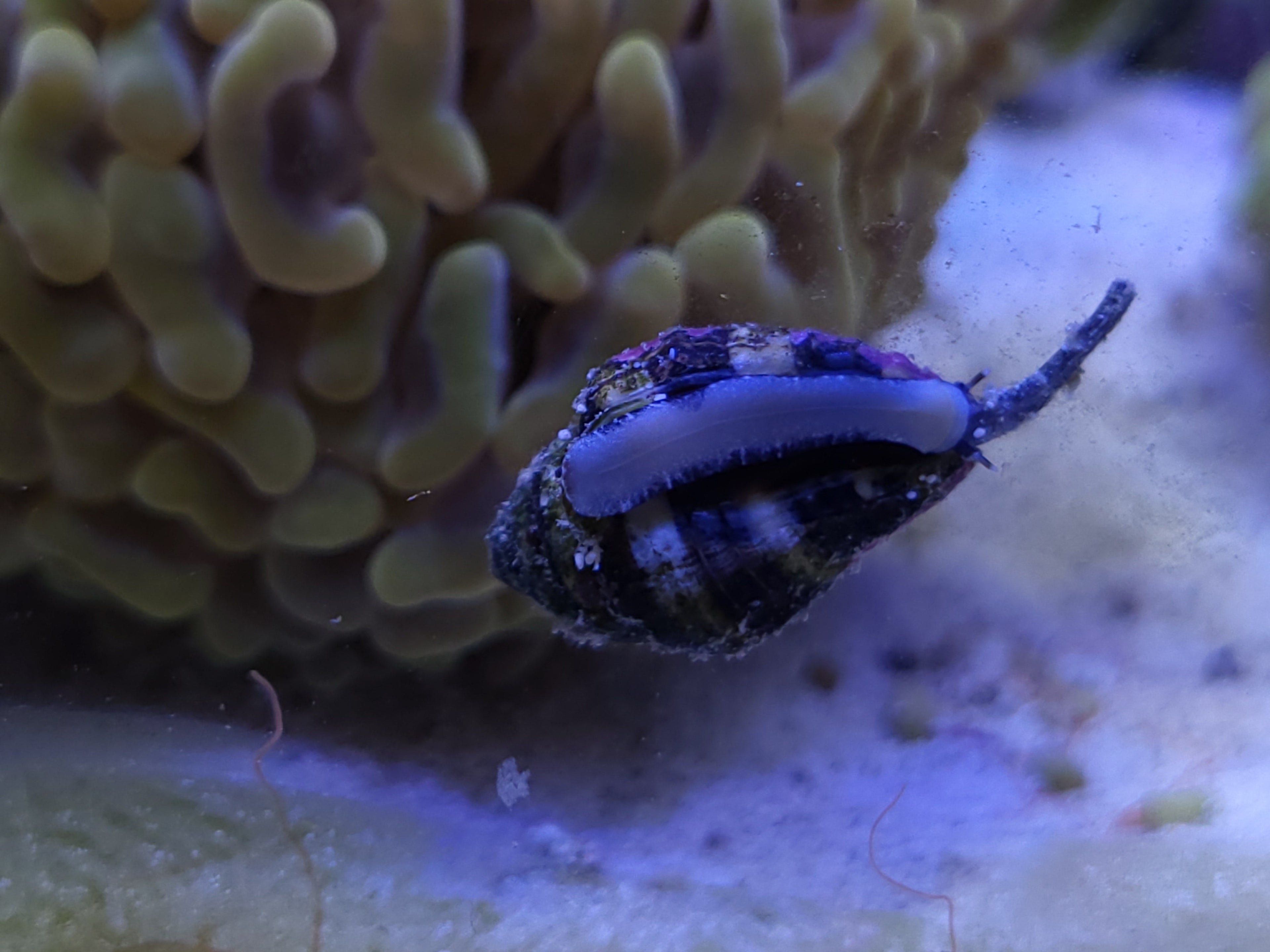Tiger Conch Sand Snail