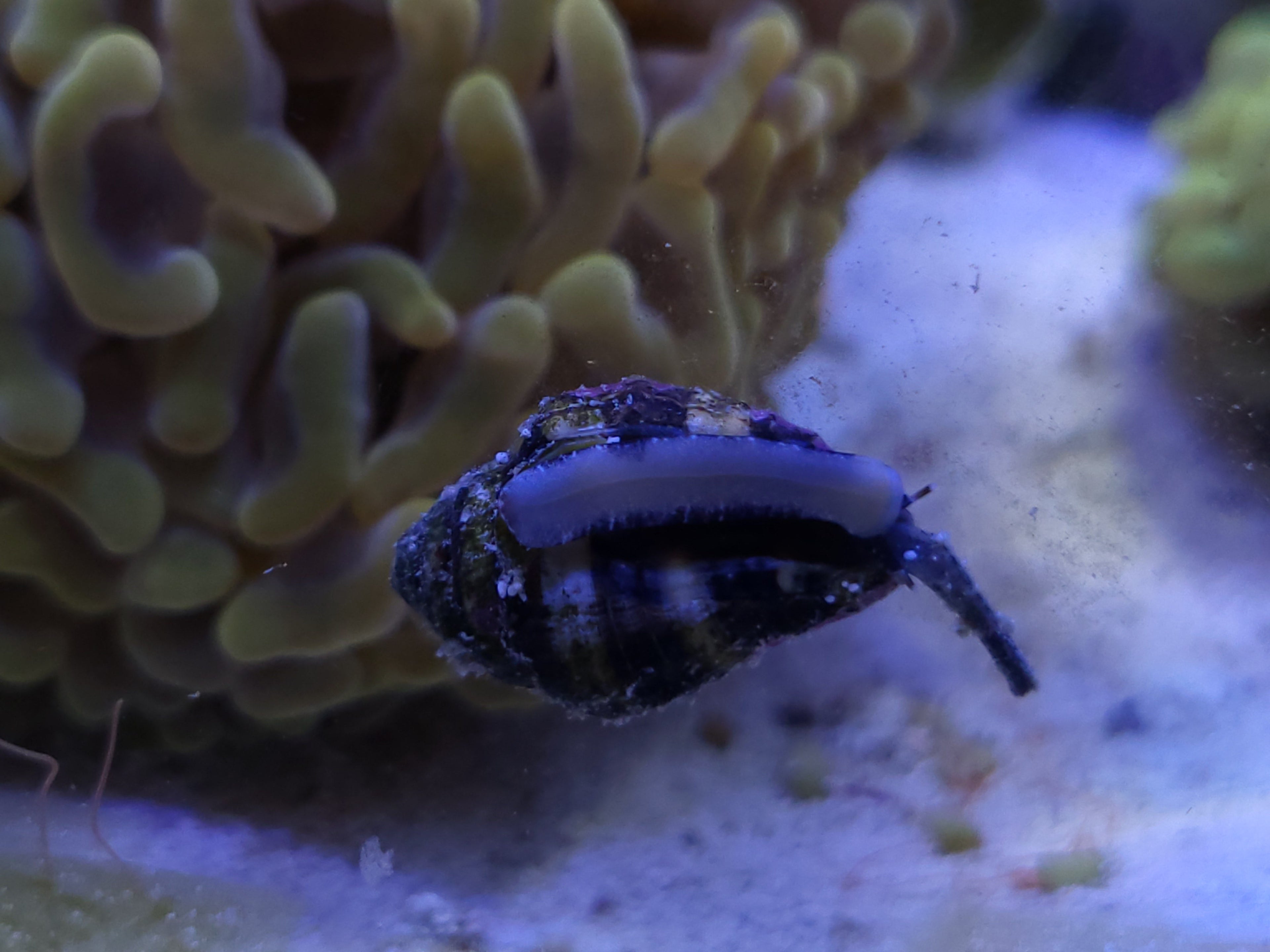Tiger Conch Sand Snail