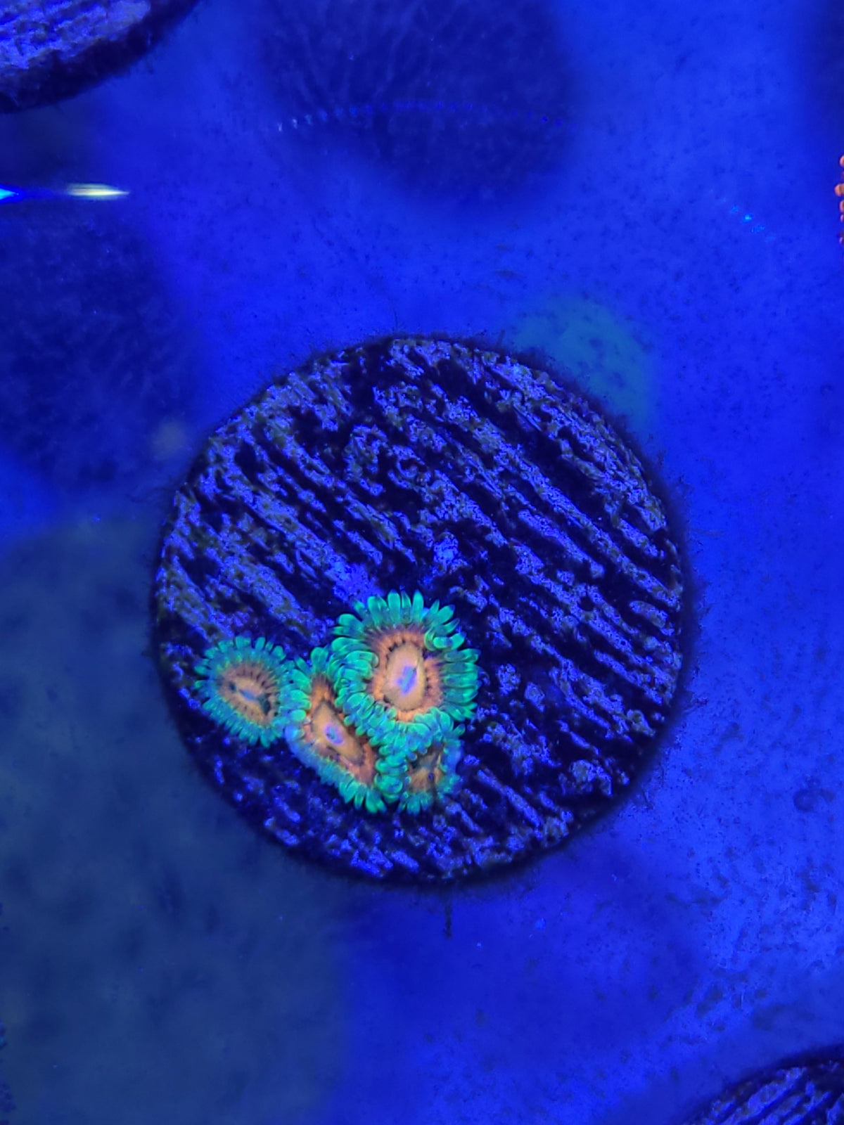 Eagle Eye Zoanthid