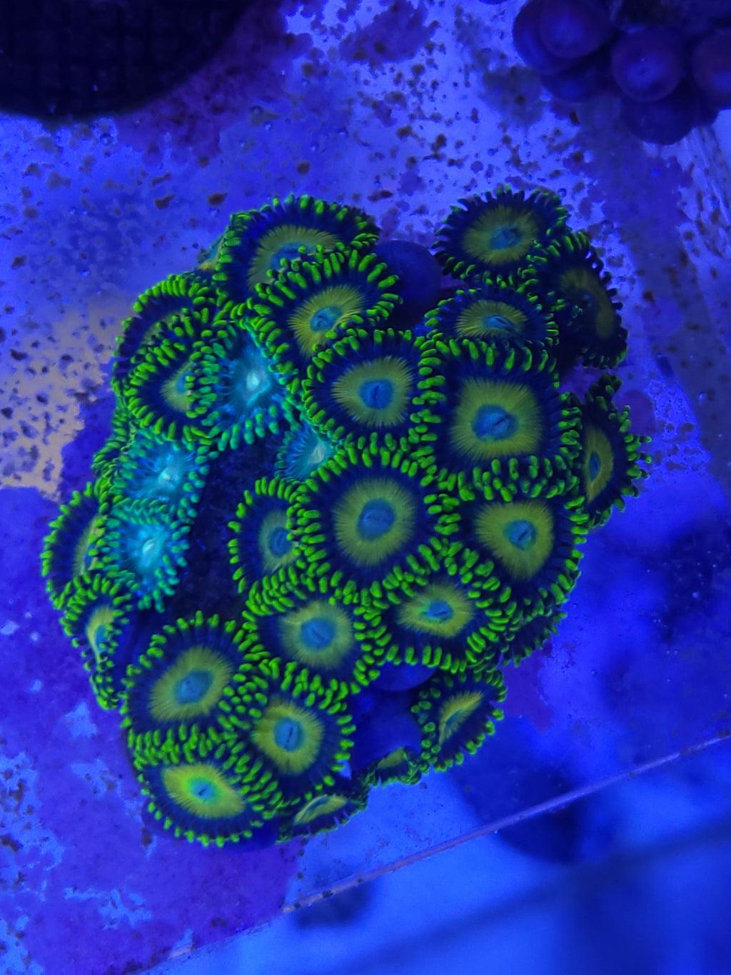 Neon Green Zoanthid