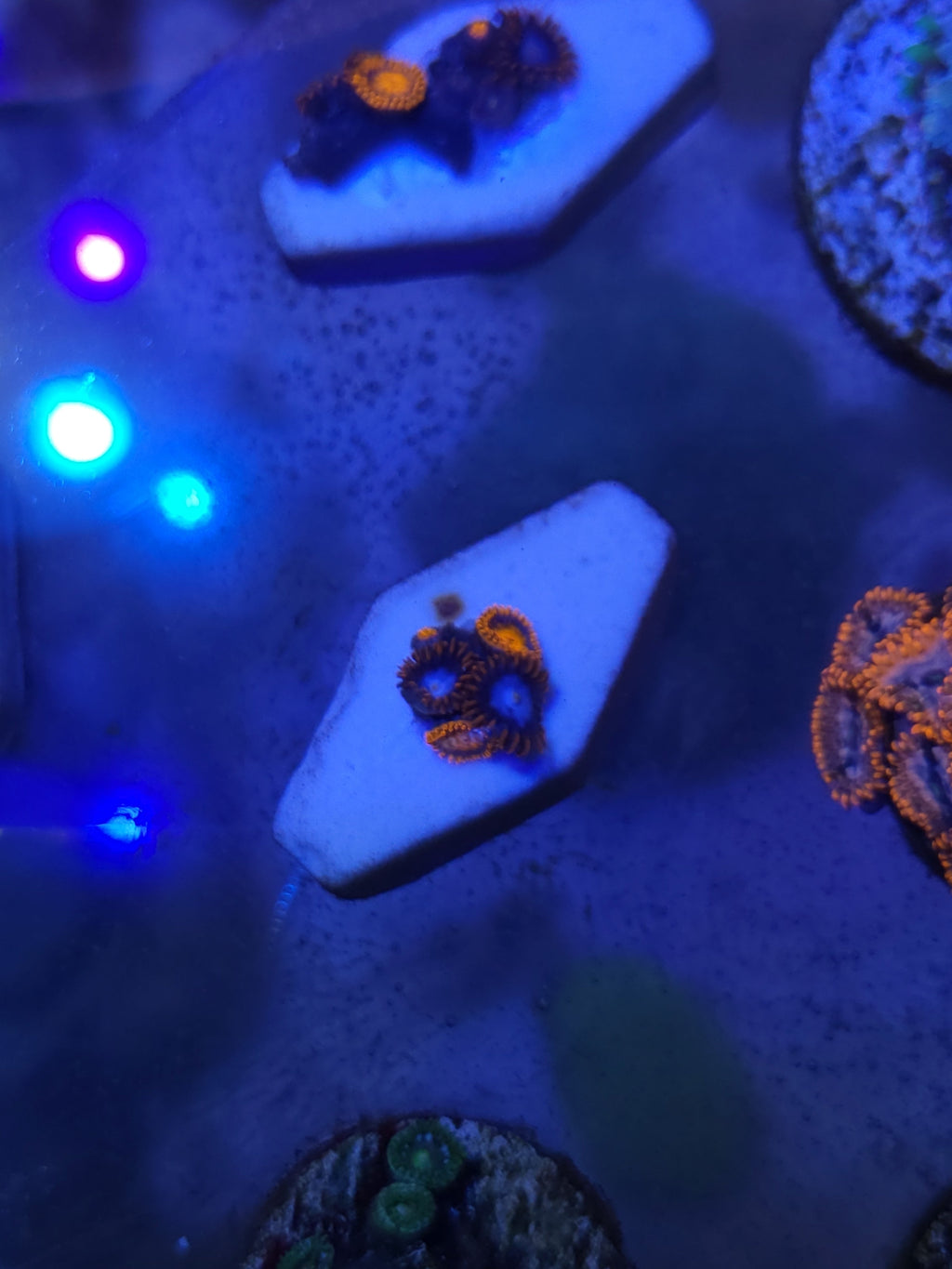 Neon Green Zoanthid