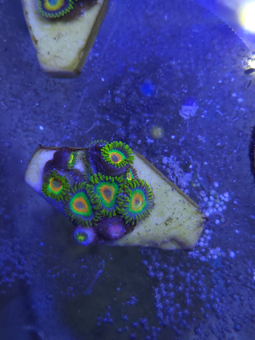 Eagle Eye Zoanthid