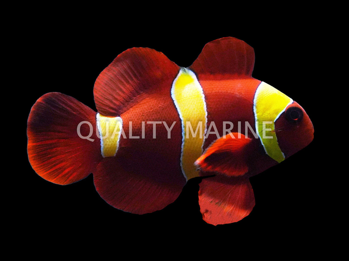 Gold Bar Maroon Clownfish (Premnas biaculeatus)