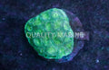 Neon Ultra Green Moon Favia Coral