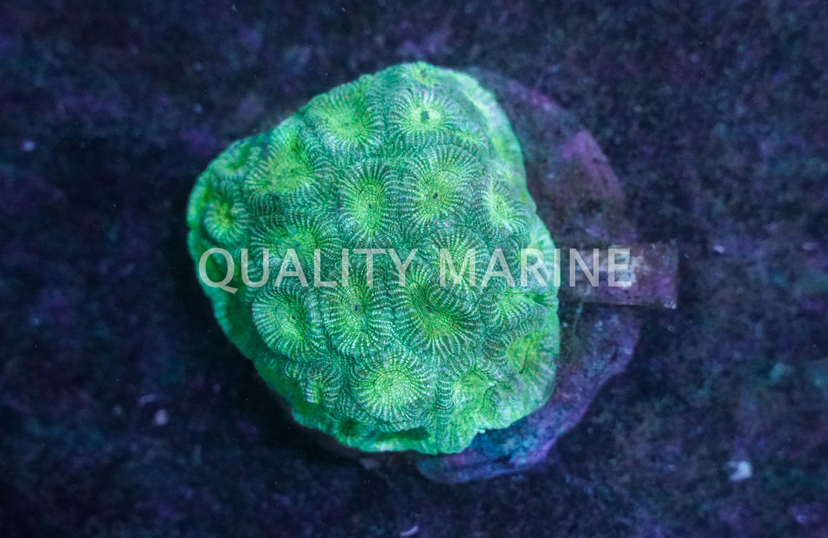 Neon Ultra Green Moon Favia Coral