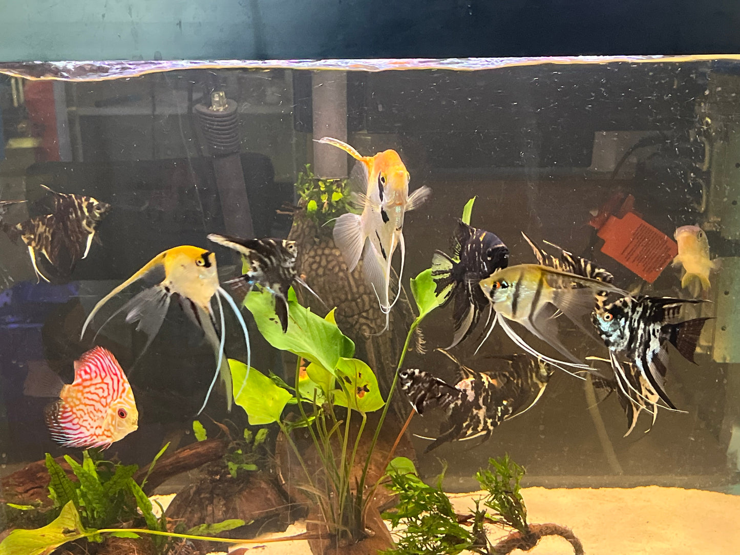 Assorted Angelfish - YoCamron’s Aquatics