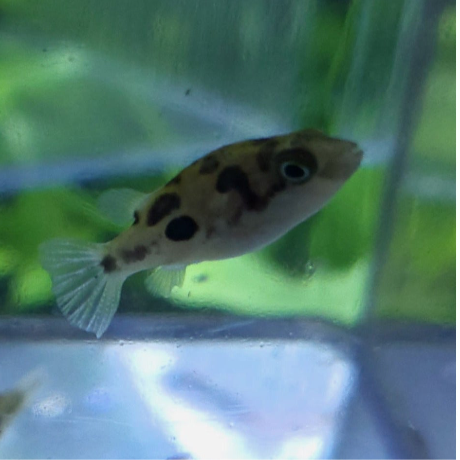 Indian Dwarf Pea Puffer