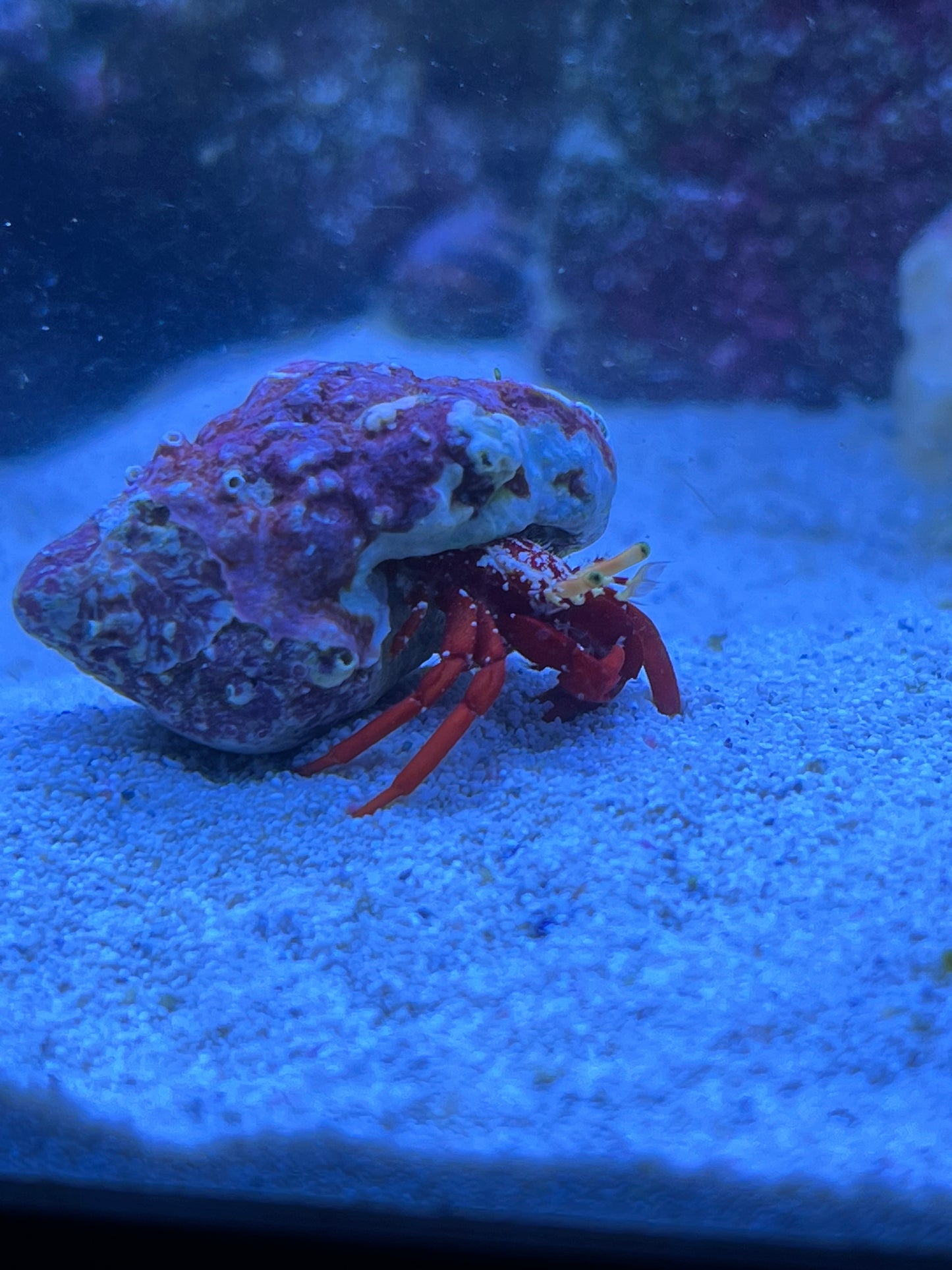 Scarlet Reef Hermit Crabs