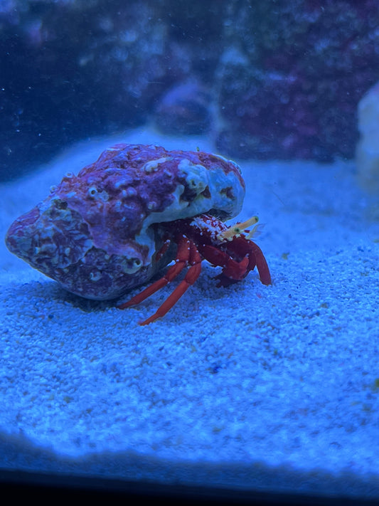 Scarlet Reef Hermit Crabs