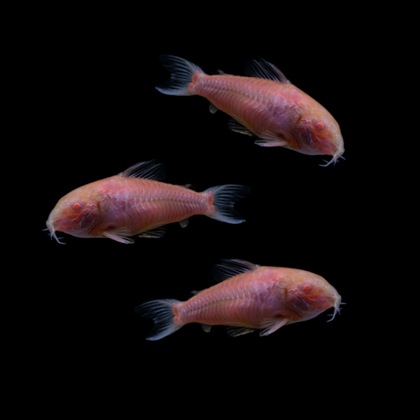 Moonrise Pink GLO Corydoras (Corydoras paleatus)