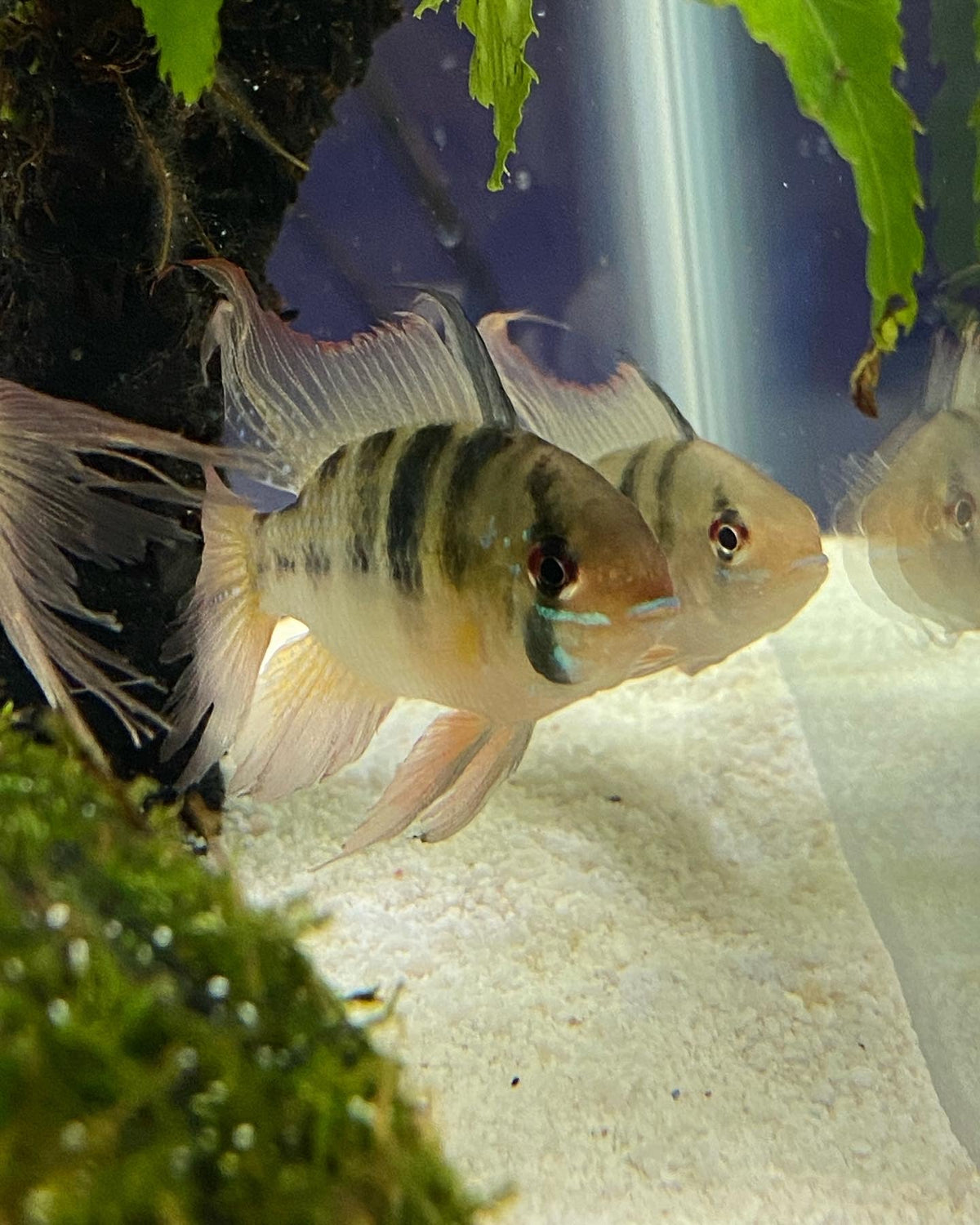 Geophagus Sveni