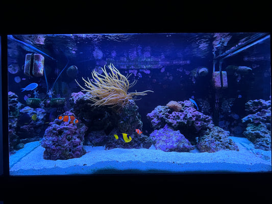 Water Change Service - YoCamron’s Aquatics