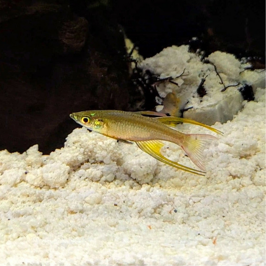 Threadfin Rainbowfish