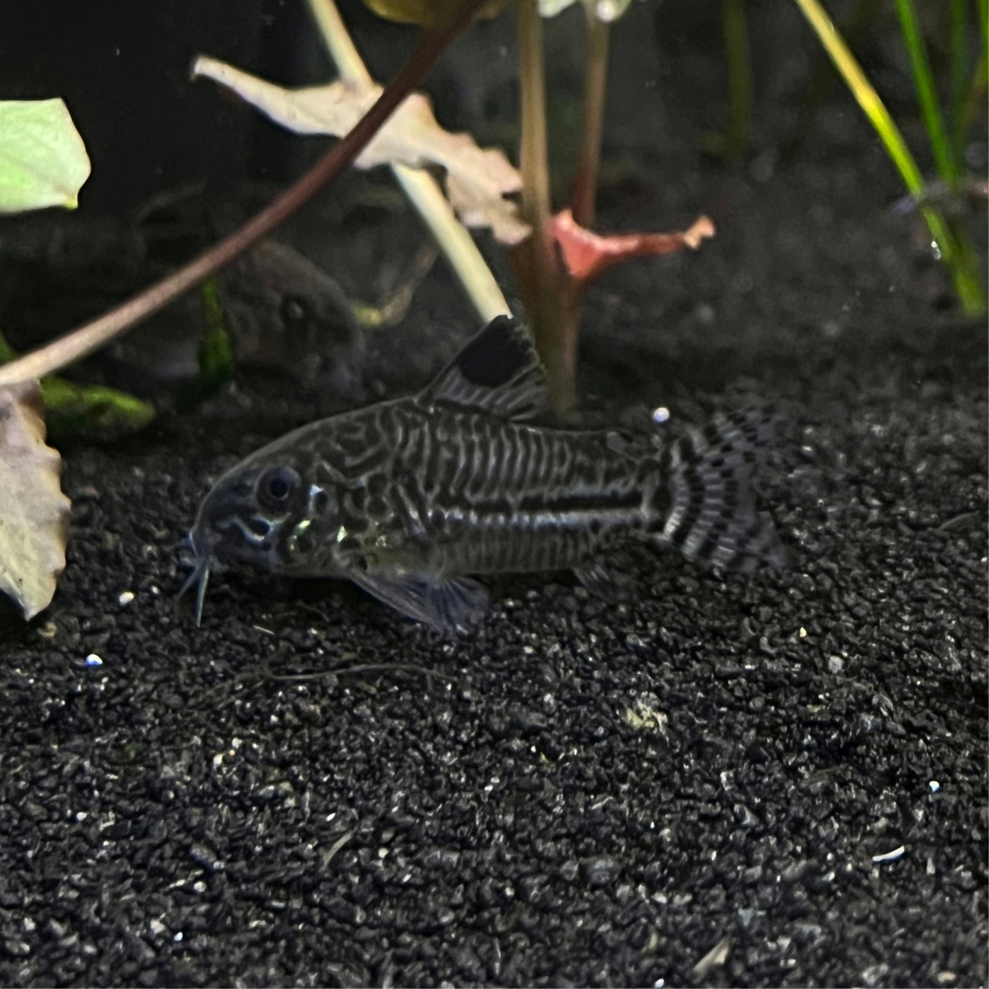 Julii Corydoras Cory Catfish