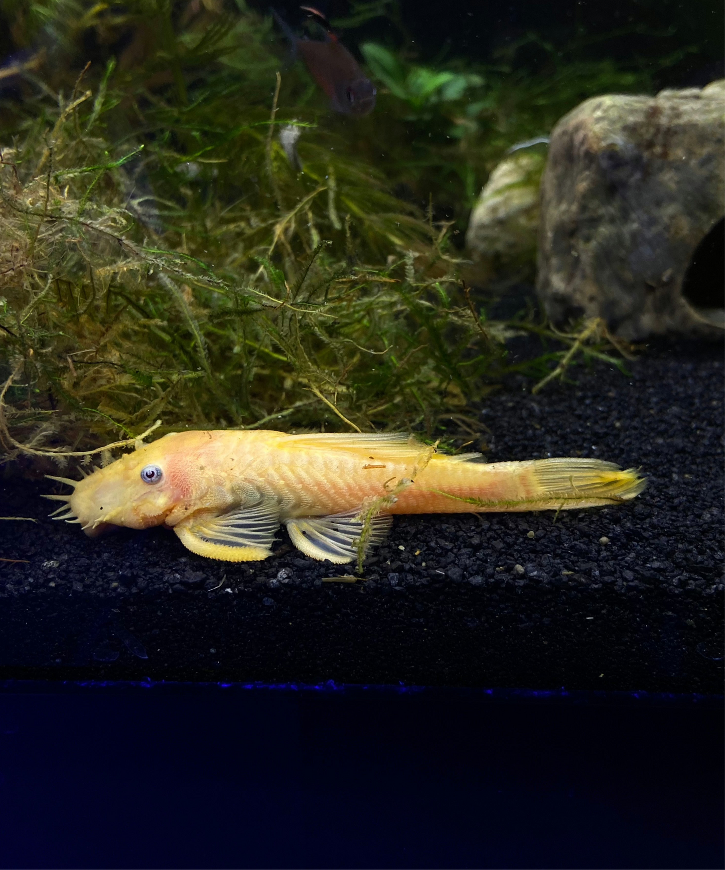 L-144 Blue Eye Lemon Bristlebose Pleco