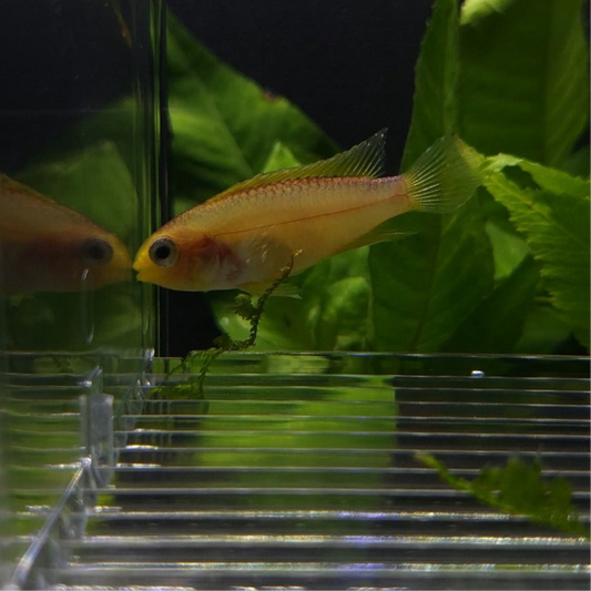 Dwarf Agassizii Golden Cichlid