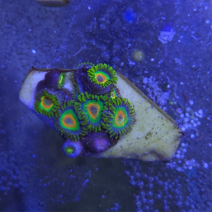 Rasta Zoanthid Coral Frag