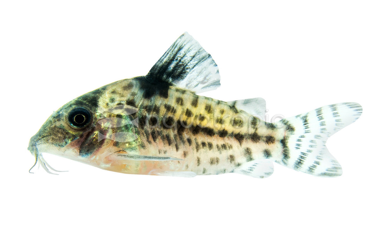 Corydoras Bondi (Corydoras bondi) - photo courtesy Aquatropic