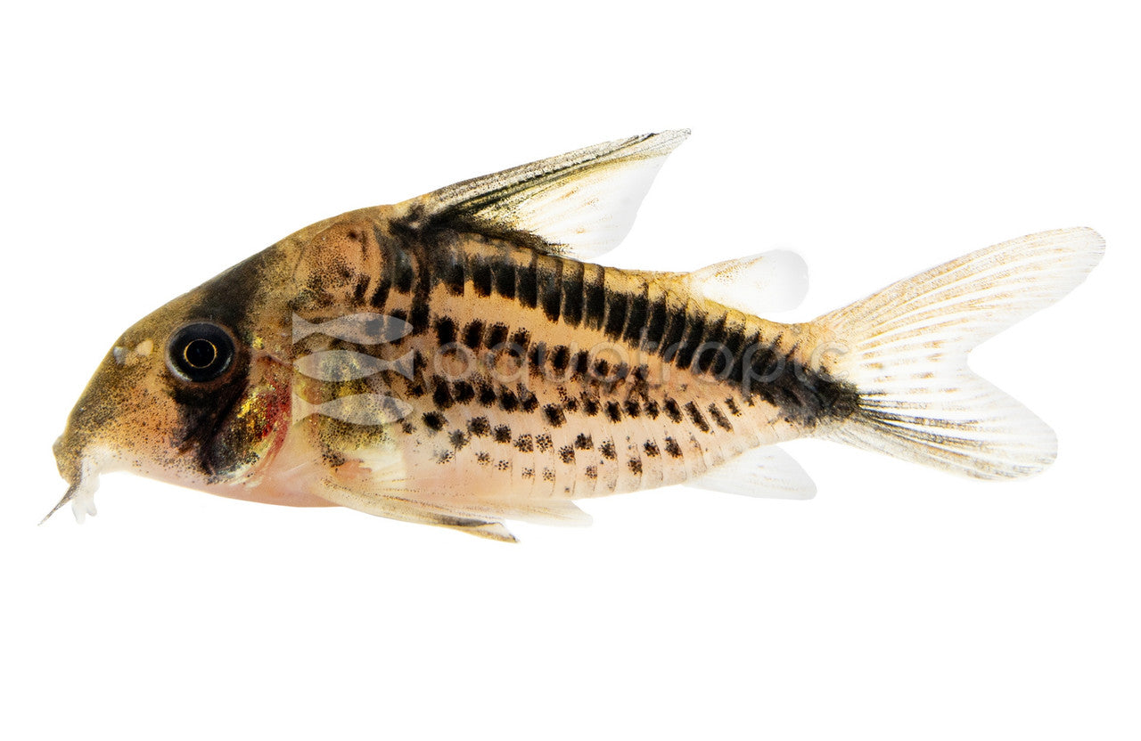 Corydoras Decker (Corydoras loxozonus, traded as Decker's cory) - photo courtesy Aquatropic