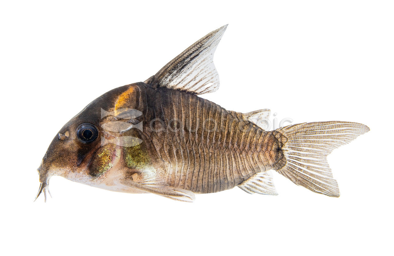 Corydoras Concolor (Corydoras concolor) - photo courtesy Aquatropic