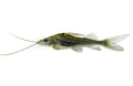 4-Line Pimelodella (four-line pimelodid catfish) - photo courtesy Aquatropic