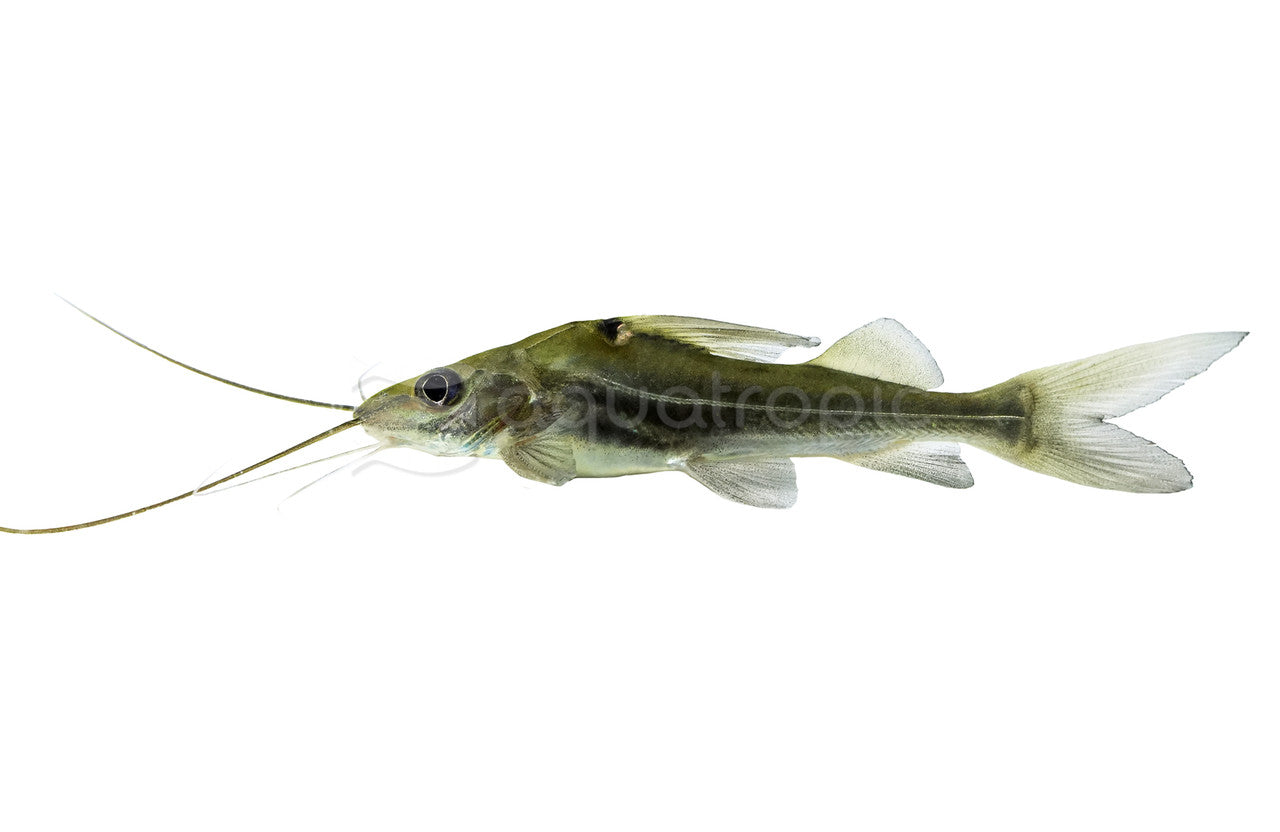 4-Line Pimelodella (four-line pimelodid catfish) - photo courtesy Aquatropic